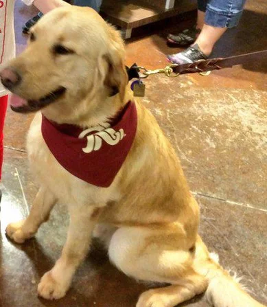 frisco roughriders dog bandana - texas rangers - april 11, 2015