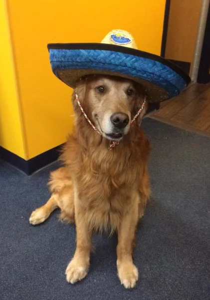 sombrero - trenton thunder - new york yankees