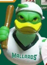 rubber duck - madison mallards - northwoods league